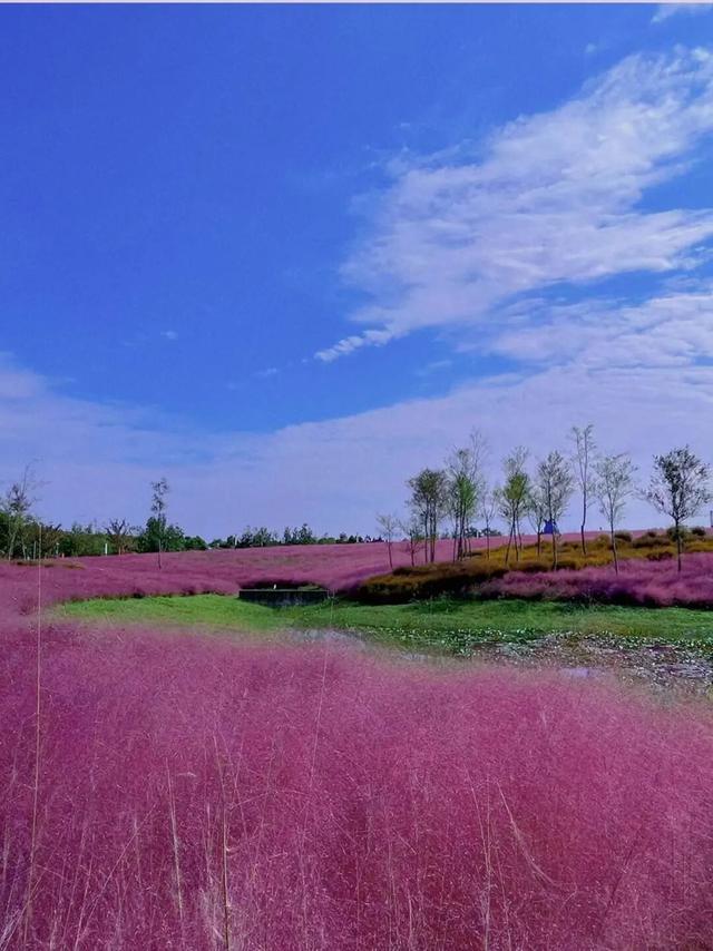 粉色“薄雾”弥漫，荻花飘逸洒脱……申城观赏草进入“最佳赏味期”