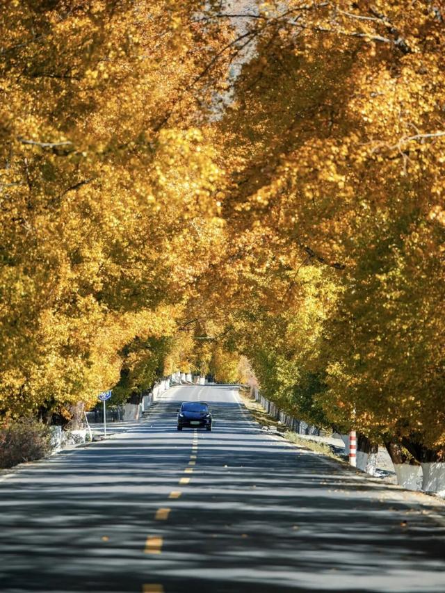 美上央视的秋景，这十条路线请你选！