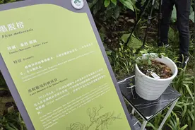 广州国际榕属研究中心正式成立，发布4个榕属新种图片