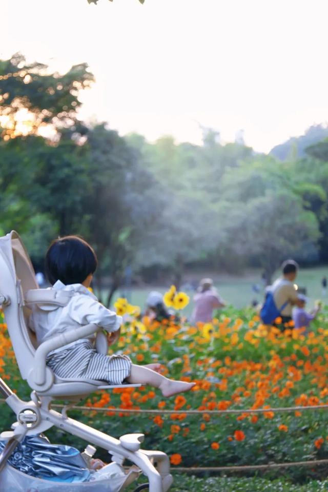 行摄 | 美爆了！秋日花海，限时上映