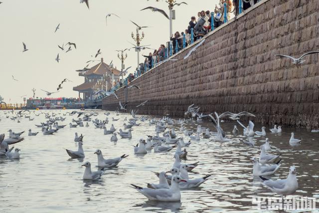 栈桥赏鸥已开始进入最佳观赏期！
