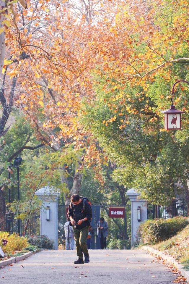 武昌赏秋天花板！这条被推荐100次的山路，迎来最美时刻