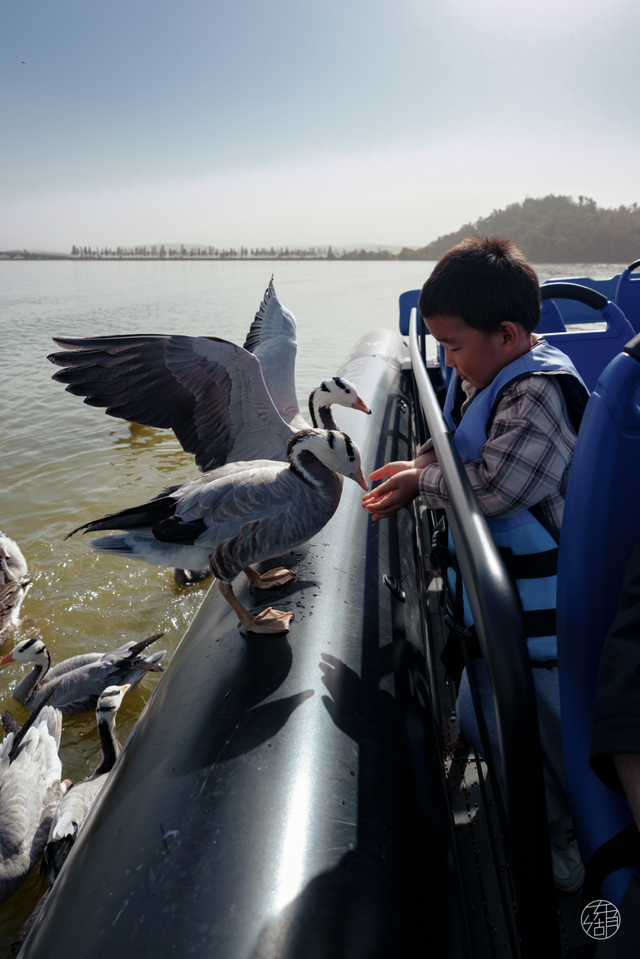 大雁伴飞、鱼鹰伴游，东湖生境雁岛全攻略来了！