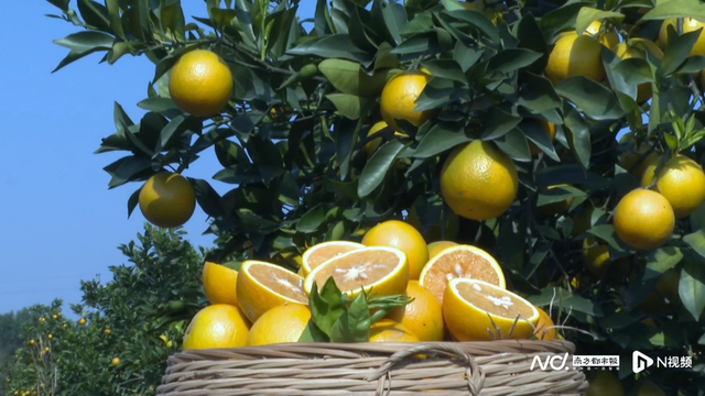 廉江红橙节11月29日开幕，九天盛宴邀您共赏橙乡风光
