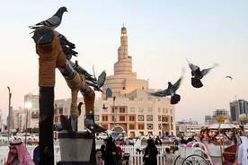 鲜为人知的鸽子真相图片