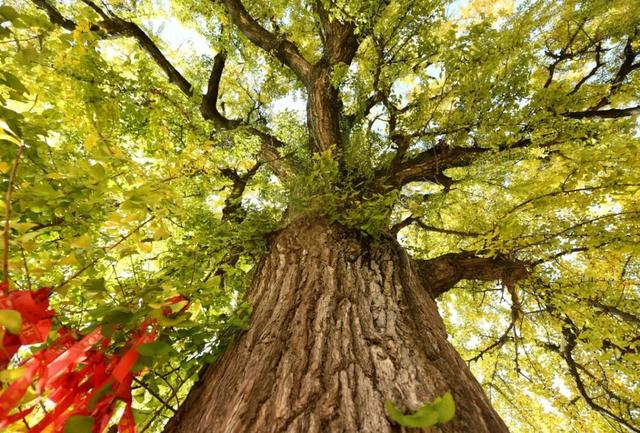巢湖这里，即将美成巅峰！（附实拍图）
