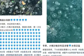 不要碰！已大面积出现，严重可致死！图片