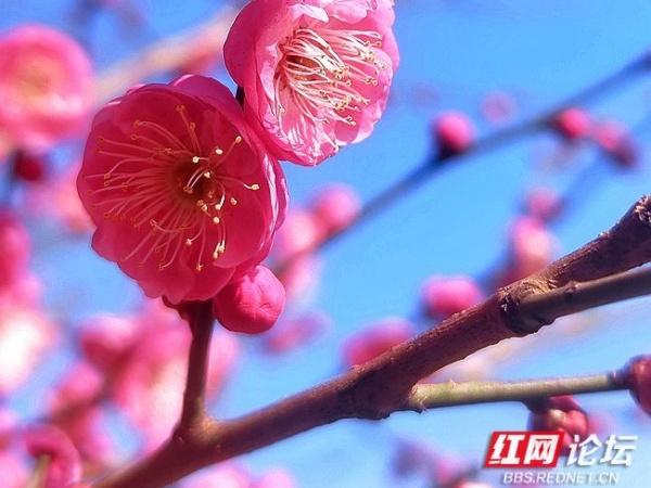 常德赏梅正当时！城区多处梅景成冬日打卡地