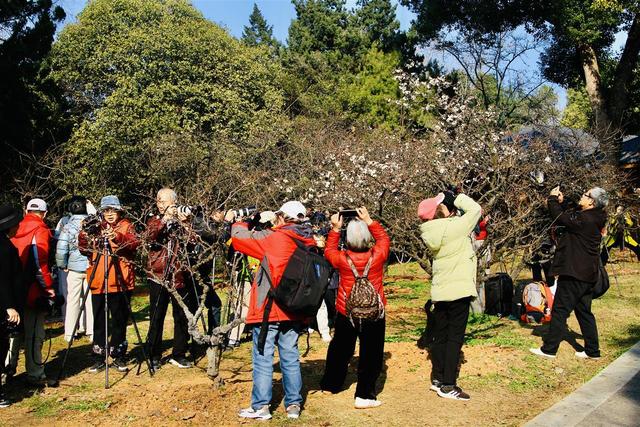 梅中顶流提前绽放，武汉东湖梅园寻“龙”正当时