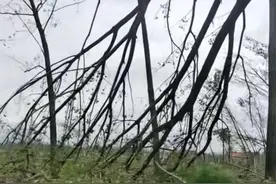 盐城阜宁夜里发生龙卷风造成人员伤亡，当地政府：经连夜救灾已恢复正常生活图片
