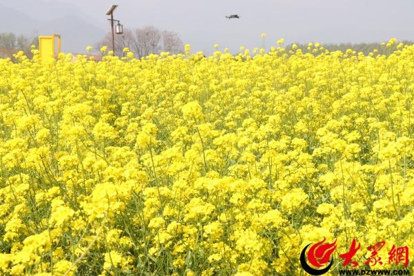邹平西董百亩油菜花开 春日打卡正当时