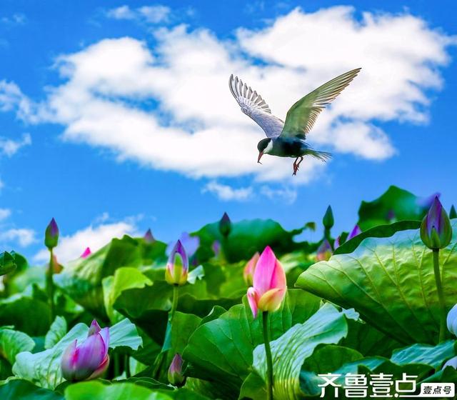 华山湖湿地公园以其优美的自然景观和丰富的生态多样性闻名