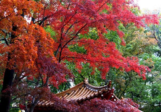 【邂逅山河 祝福祖国】秋韵阿城：漫步金龙山红叶海，邂逅北方森林动物园萌宠狂欢