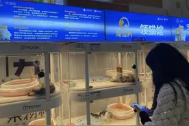 免费领养一只猫要花一万多元？商家“生意经”曝光！图片