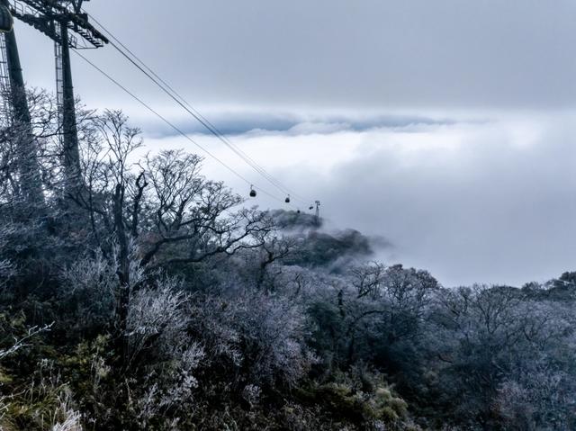 美出天际!梵净山雾凇与云海同框
