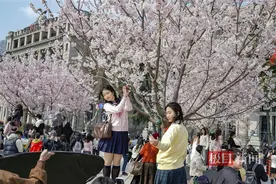 武汉江汉关广场，迎来了樱花的首次绽放图片