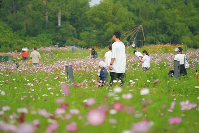龙华，花海“大爆发”