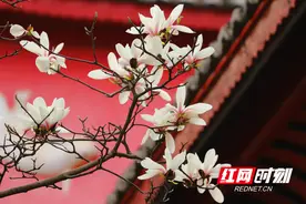邵阳版“繁花”已上线，一起畅游“花花世界”！①图片