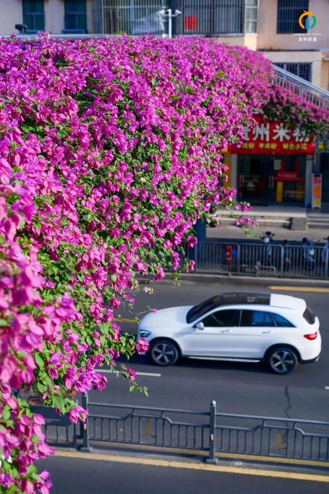 转角遇花海，深圳一地被“挤爆”！网友：怎么拍？求赐教