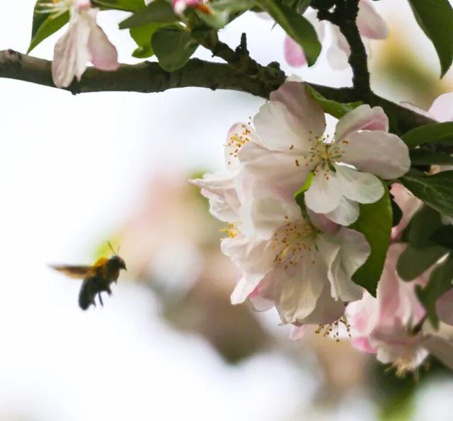 北京十六区，区区有“树王”！古树科普宣传周活动将启动