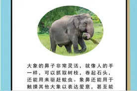 长得像屁股开花的鼻子，居然还有这么多用处！图片