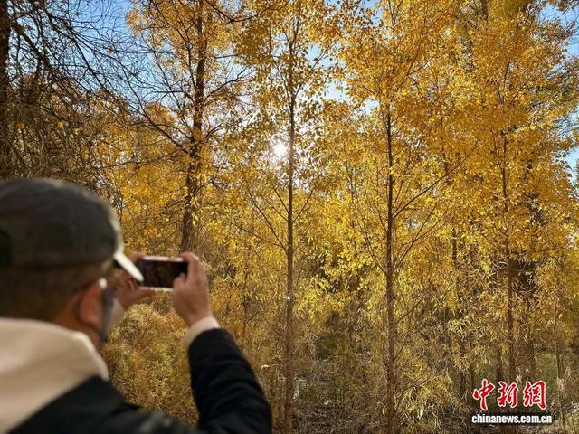 甘肃秋日限定：戈壁胡杨绘就金色秘境