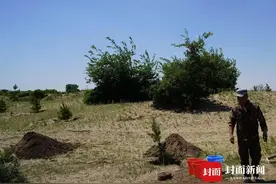 国土绿化任务落实情况如何？国家林草局：2024年完成超1亿亩图片