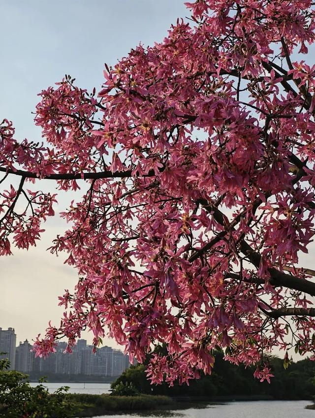 福州秋日限定浪漫已送达，附打卡点位→