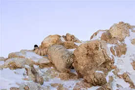 兔狲现身雪原图片