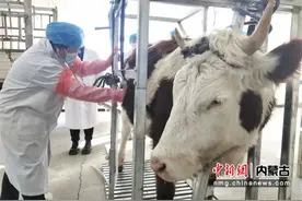 内蒙古首家“牛专科医院”落户鄂托克草原图片