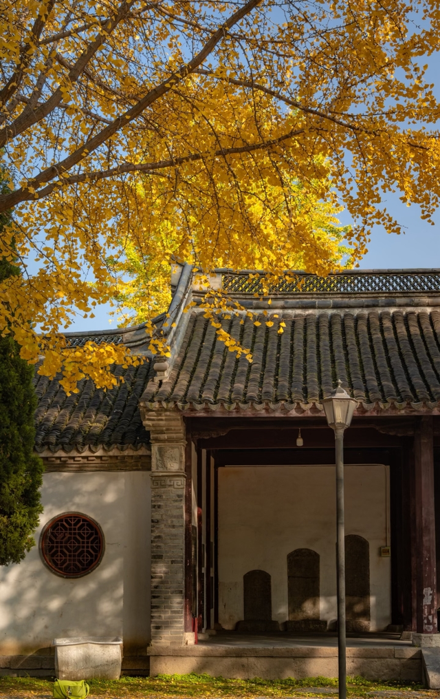 这6个淮南银杏绝美打卡地！码住刷爆朋友圈！