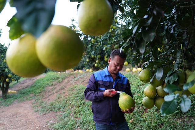 第1视点｜乡村振兴路 金柚正飘香