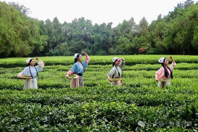 茶山牧场正式投入运营！日照又新增一打卡地