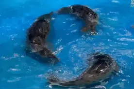 10头西太平洋斑海豹，回家了！图片