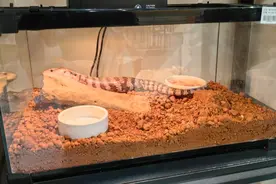 “异宠”凶猛！去年大幅增长200%，别乱买！图片