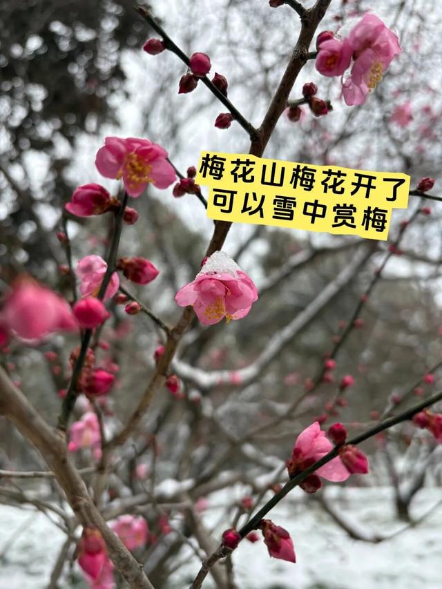南京明孝陵的梅花开了！这波雪景据说能维持到明天早上，网友：梅花和雪太配了