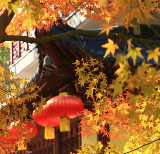 美到刷屏！栖霞山红叶进入“颜值巅峰期”