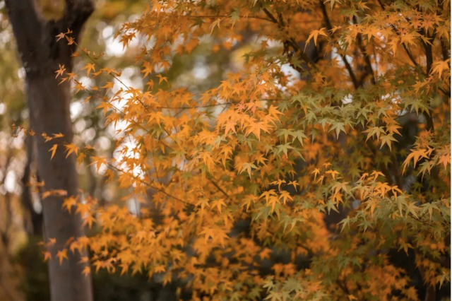 这些五彩山林，竟然都在上海↗