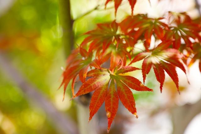 深秋时节 山东青岛阿朵小镇美如画