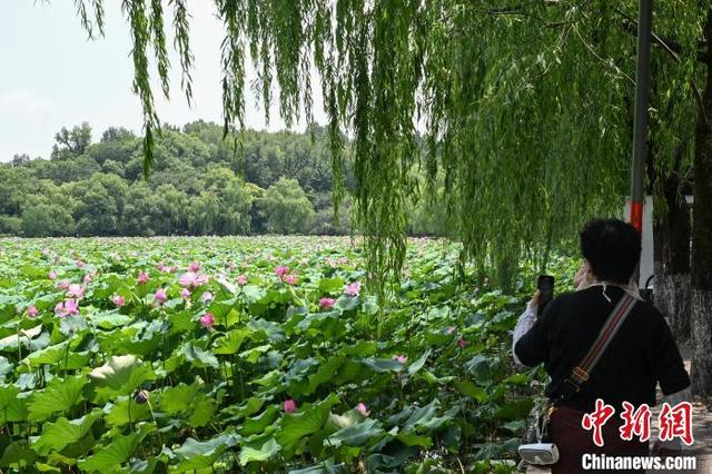 杭州西湖荷花迎盛花期 夏日美景吸引游人