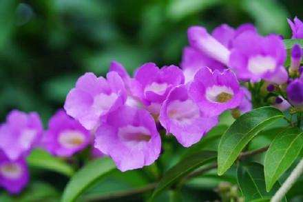 美呆了！南宁大片紫色花盛开！层层叠叠，如同紫色的瀑布