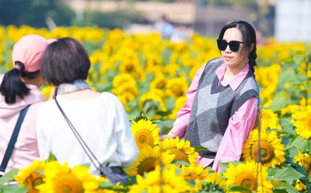 大片向日葵盛开！走！赏花去！