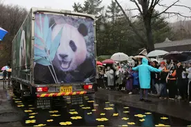 “再见福公主！”——韩国民众雨中惜别大熊猫“福宝”图片