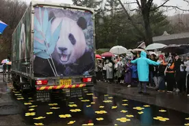 “再见福公主！”——韩国民众雨中惜别大熊猫“福宝”图片