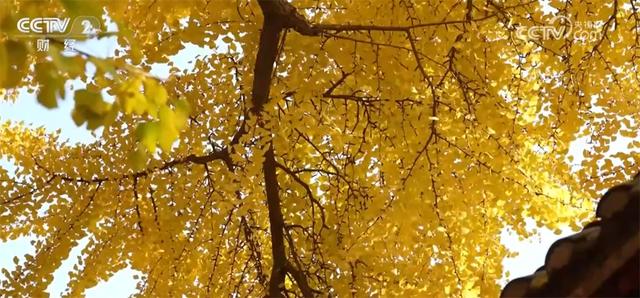 神州大地铺展层林尽染美丽画卷 “赏叶经济”激发多元消费业态新活力