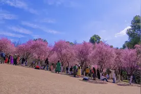 C视频｜春暖花开 市民游客植物园里乐享春光图片