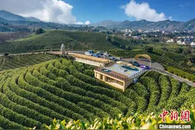 “白茶之乡”解锁农旅新业态 茶山蝶变引客来图片