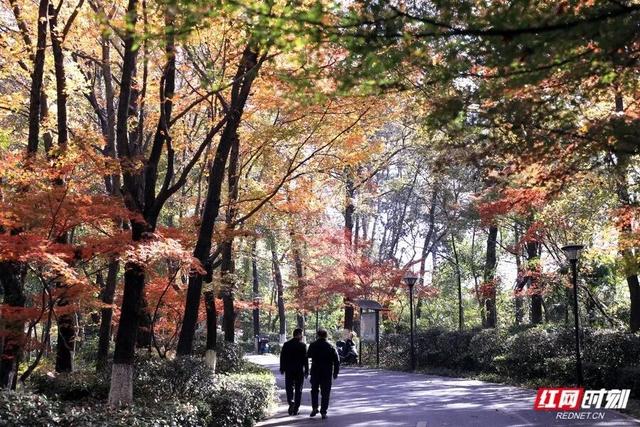 赏冬又有好去处！湖南省植物园彩叶植物进入观赏期