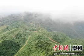 松桃瓦溪乡：4000余亩野生粽叶变“致富叶”图片