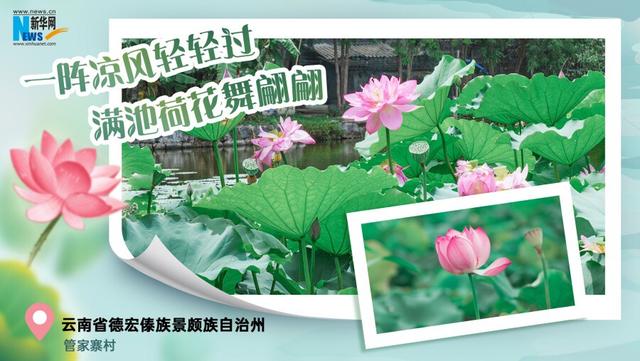 云南夏日赏荷图鉴